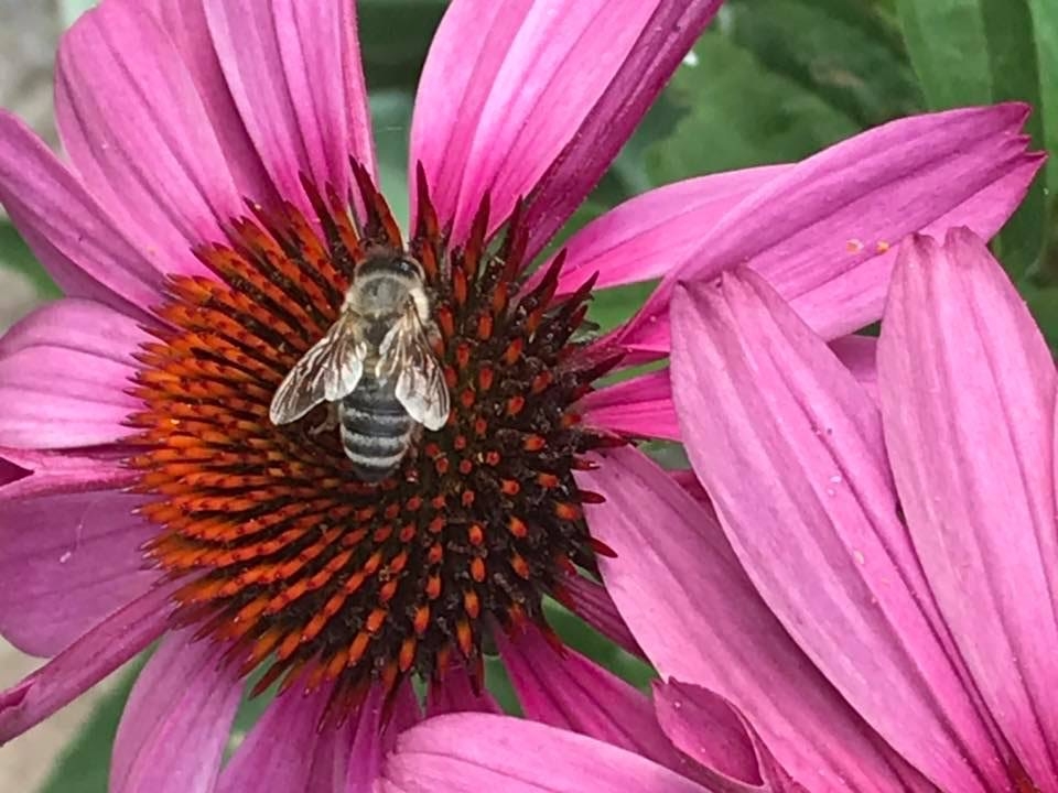 Honey Bees