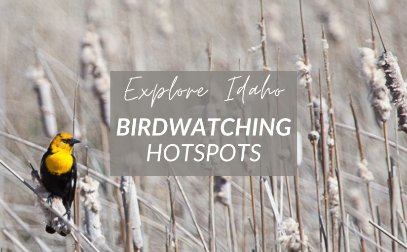 Discover Birdwatching Adventures Across Idaho