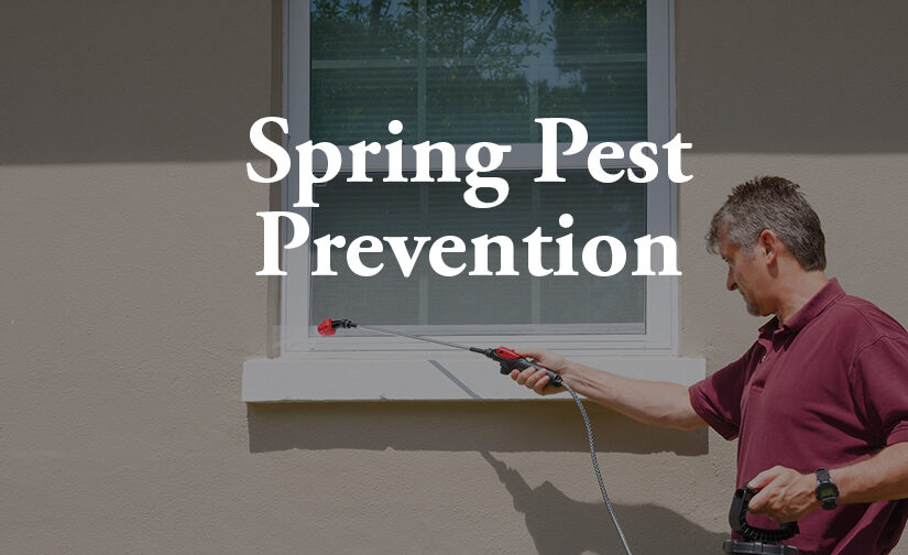 Spring Pest Prevention: When to Spray and Simple Ways to Keep Bugs Out